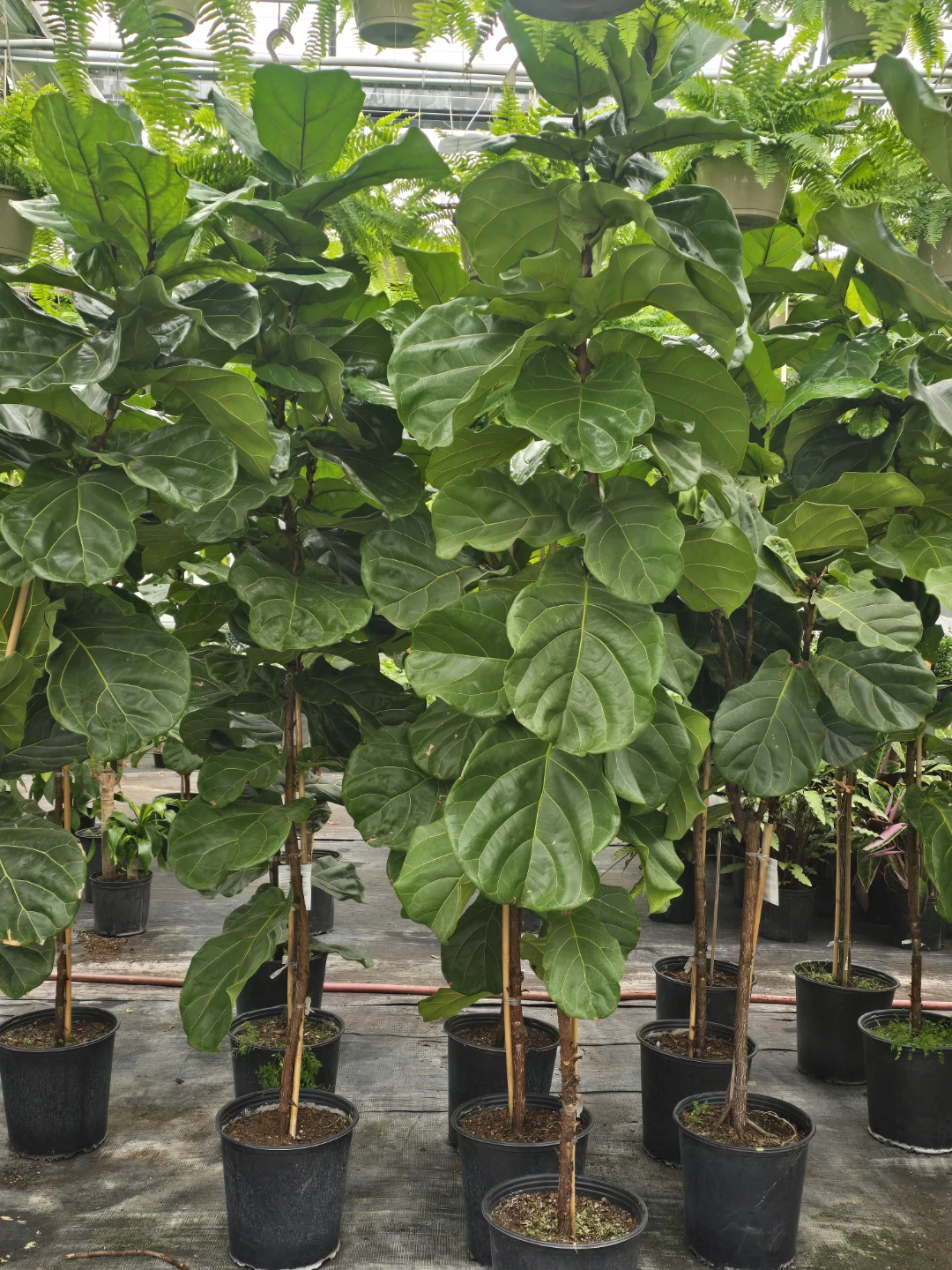 Fiddle Leaf Fig Plant. 7 to 8 feet - photo 2