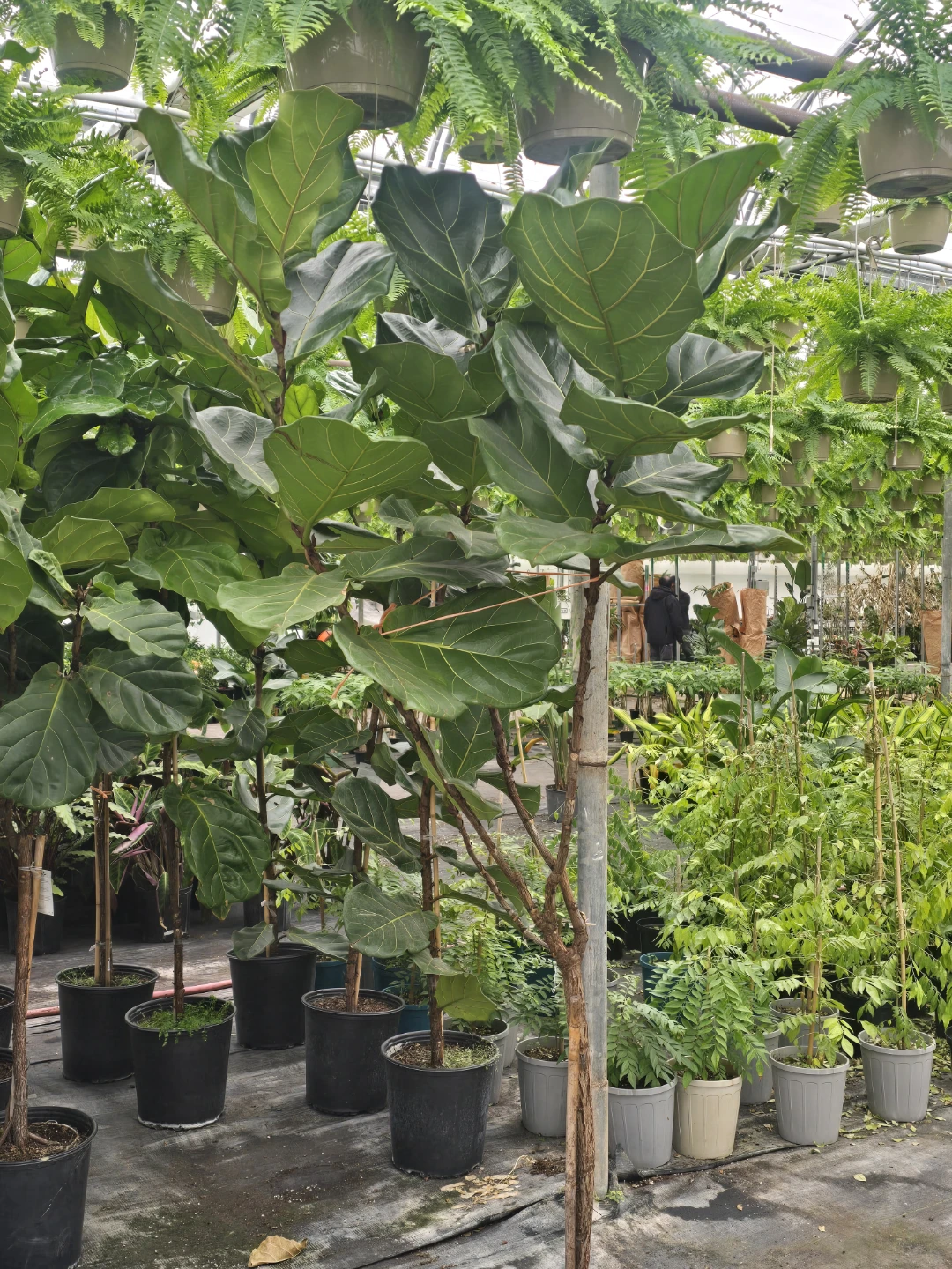 Fiddle Leaf Fig Plant. 7 to 8 feet - photo 3