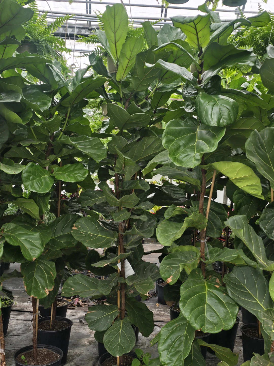 Fiddle Leaf Fig Plant. 7 to 8 feet - photo 4