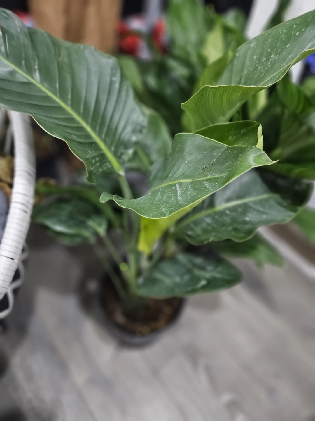 Bird of Paradise Plant - photo 2