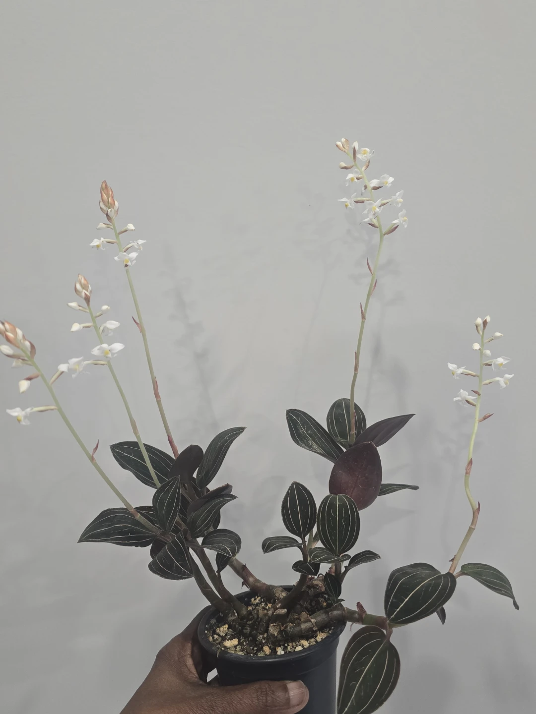 Jewel Orchid Plant