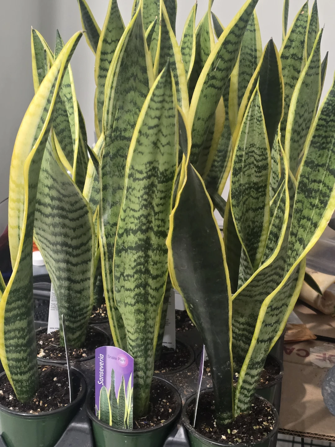 Sansevieria Snake Plant