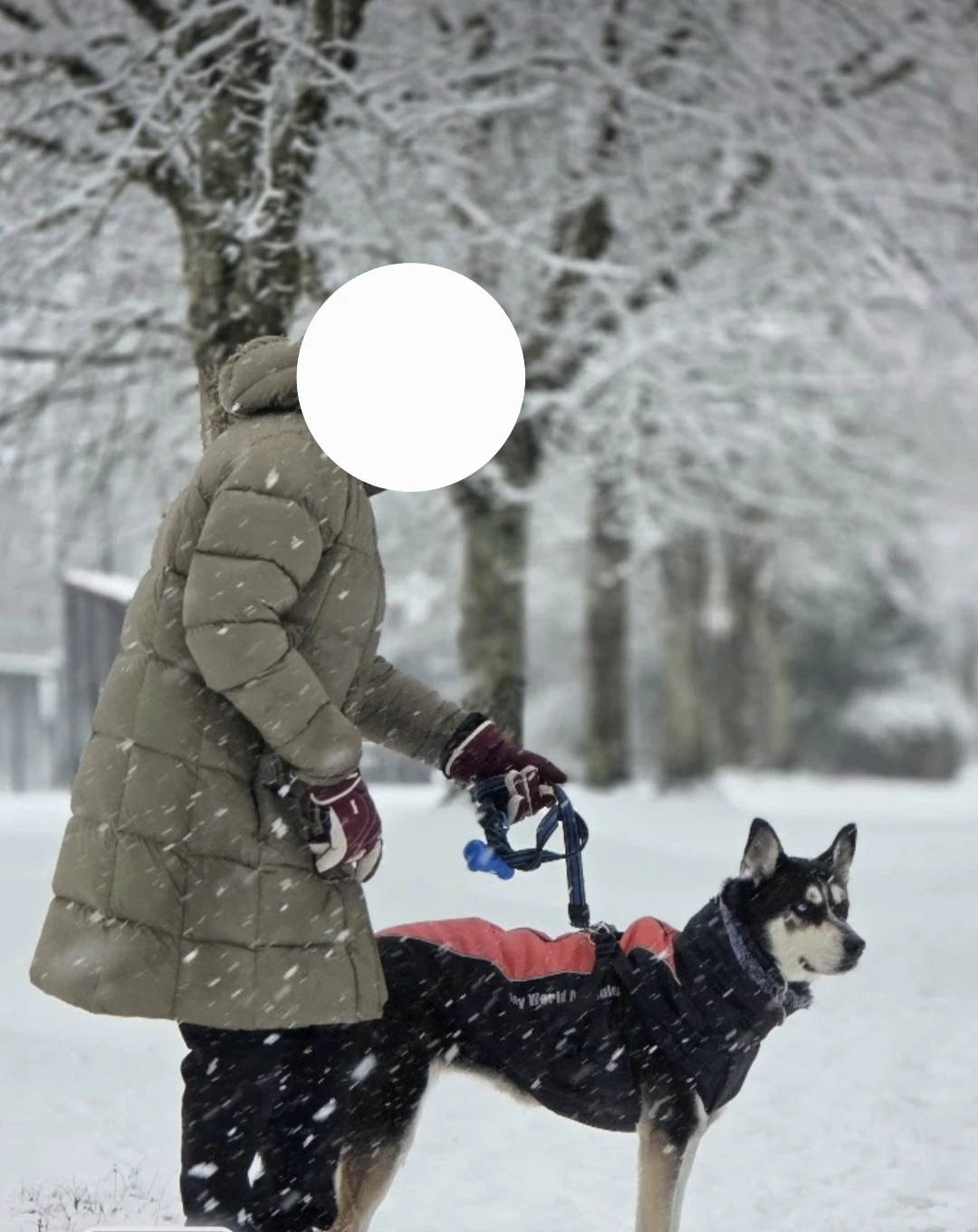 Dog Jacket - photo 3