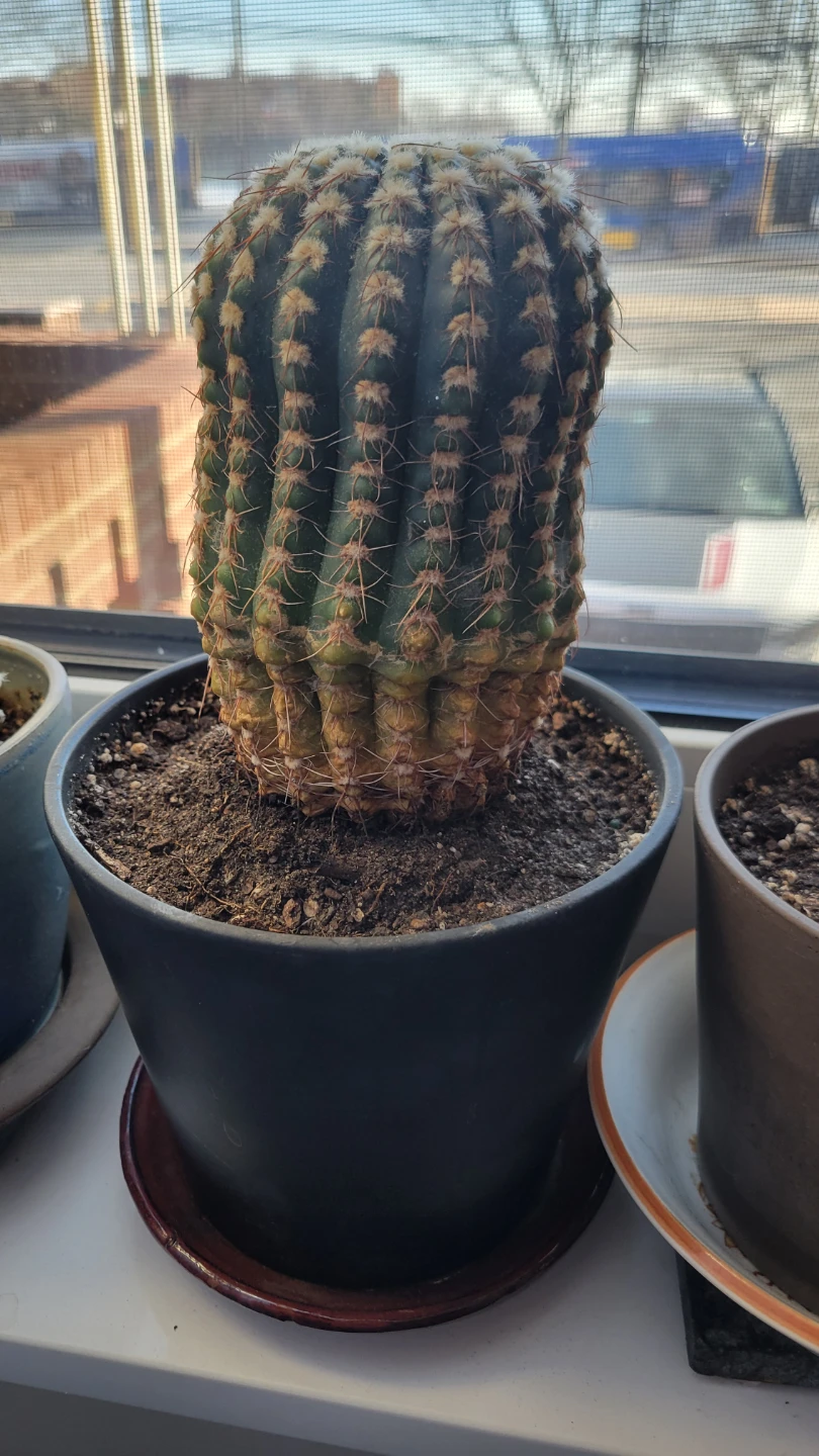 🥕 Cactus in Black Pot