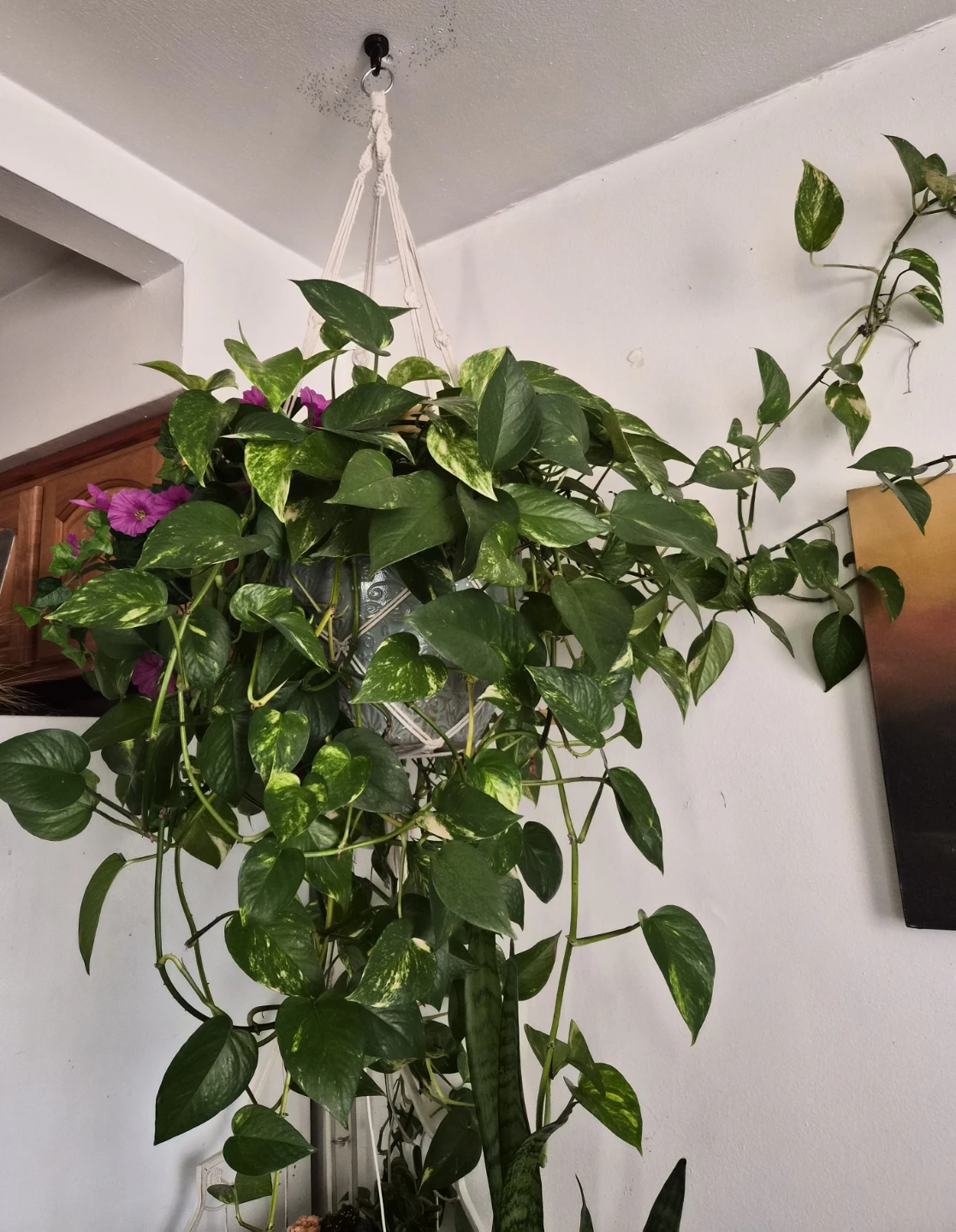 Hanging Pothos Plant with Macrame Hanger