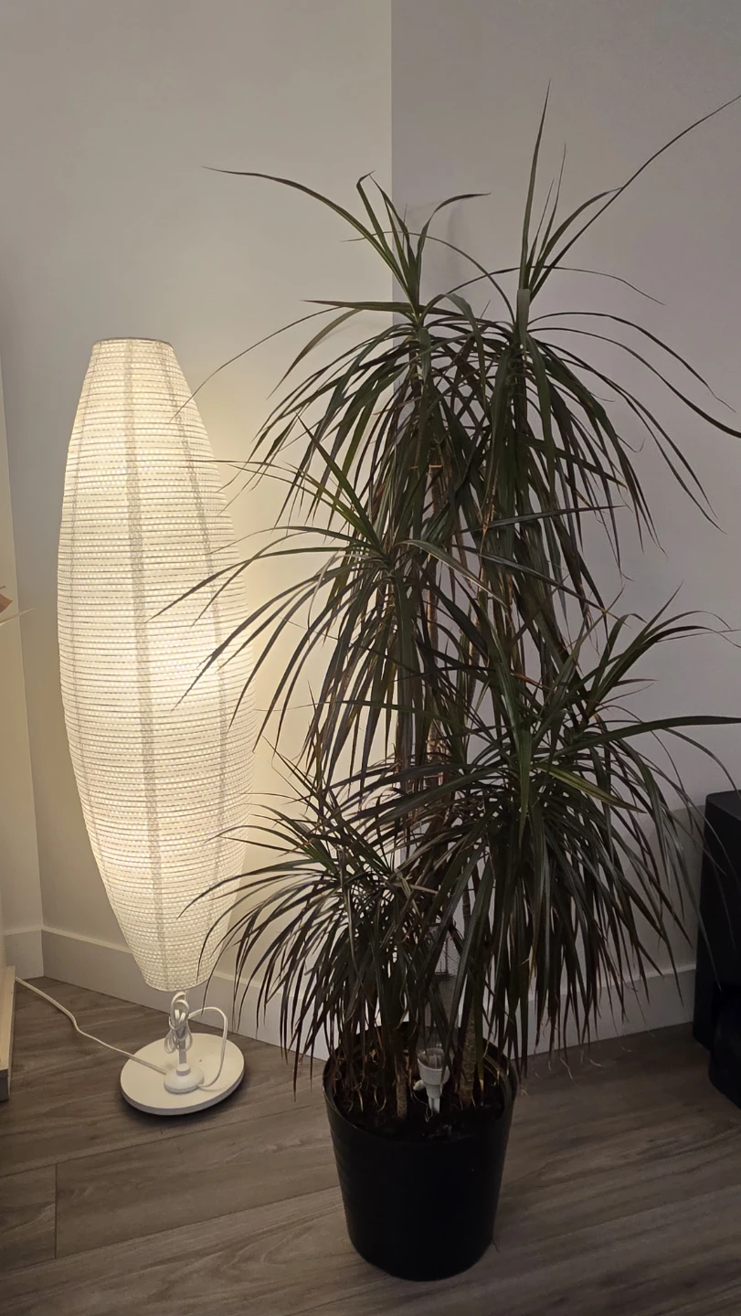 🌿 Dracaena Cane in 12"pot  60" tall(150cm)
