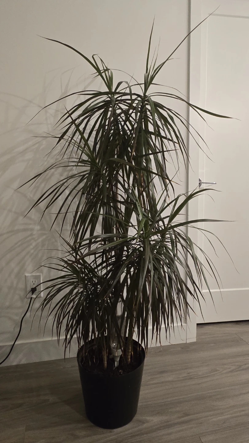 🌿 Dracaena Cane in 12"pot  60" tall(150cm) - photo 2