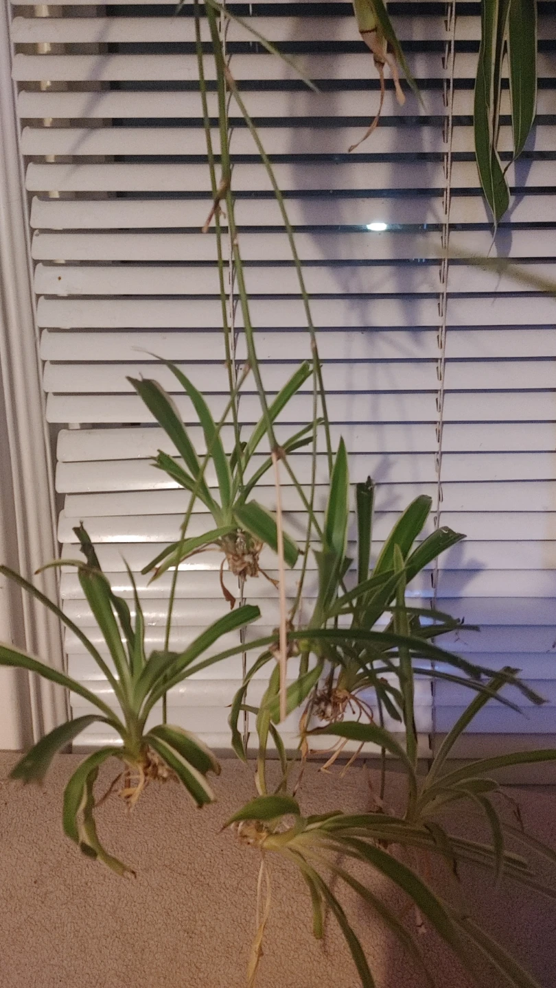Spider Plant Babies