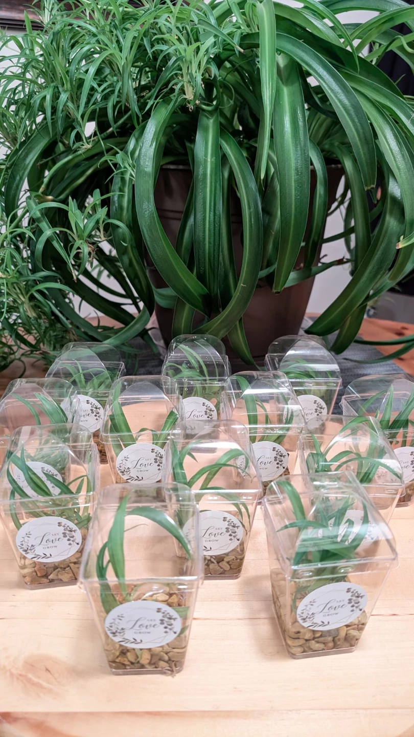 🌿 Baby Spider Plant cuttings - photo 2