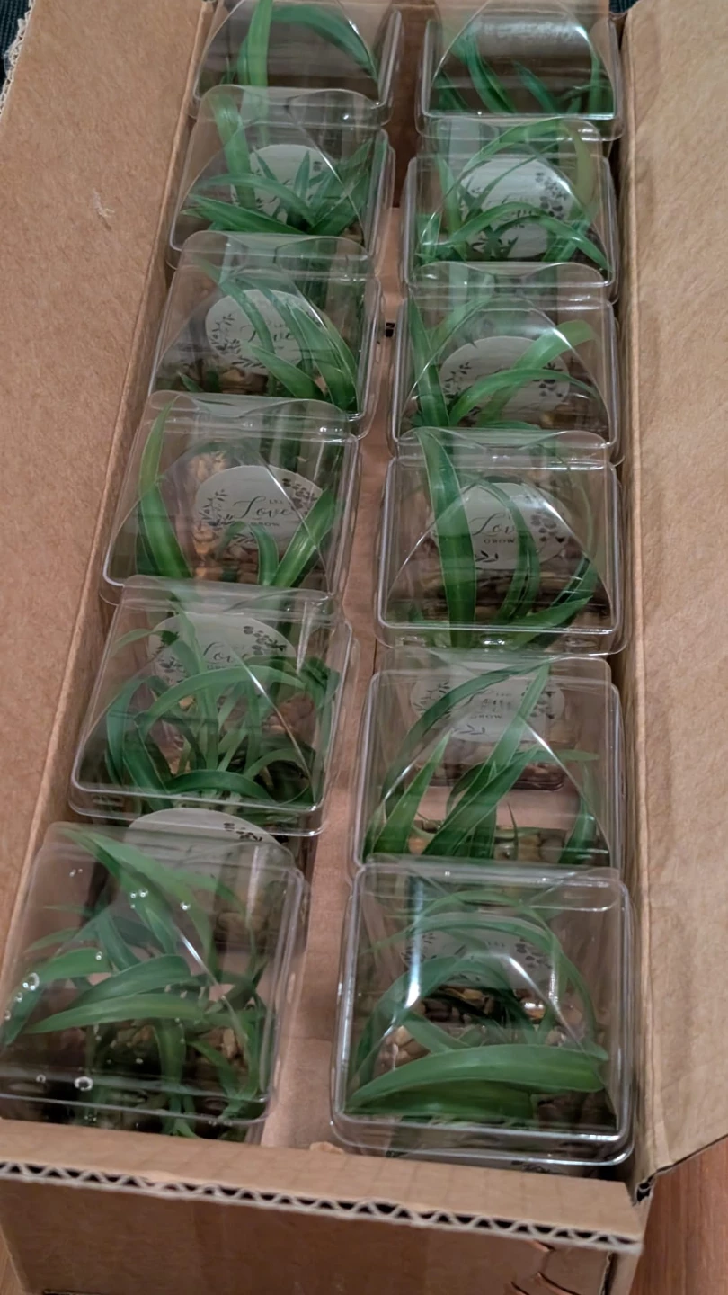 🌿 Baby Spider Plant cuttings - photo 4