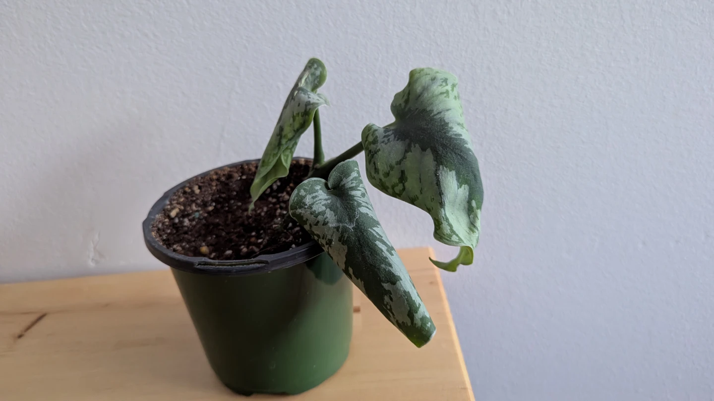 Silvery Ann Pothos #freecycle - photo 2