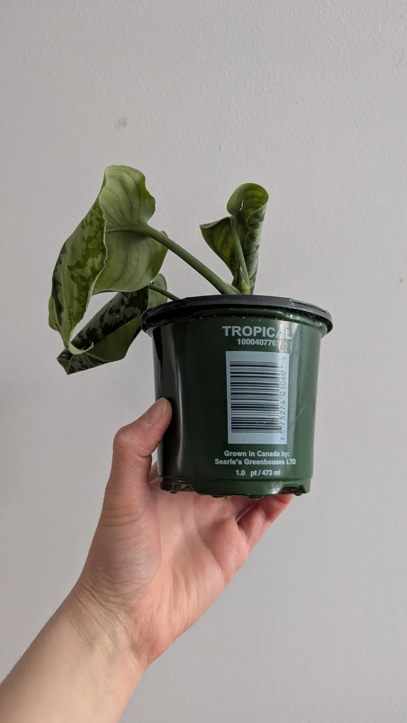Silvery Ann Pothos #freecycle - photo 4