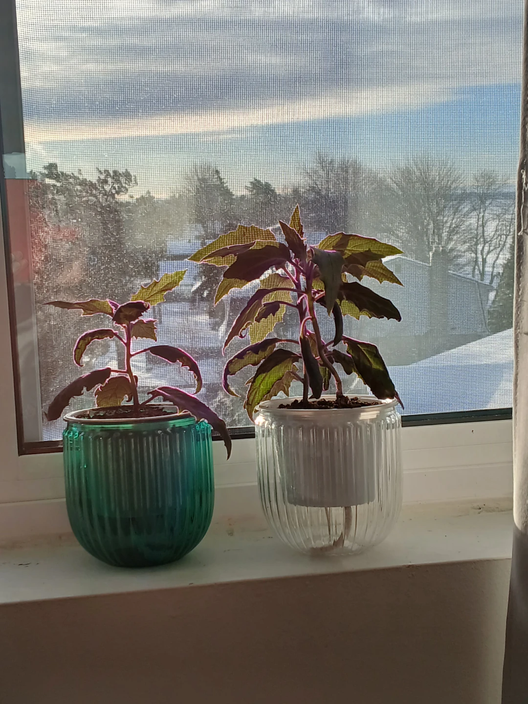 Beautiful Purple plants