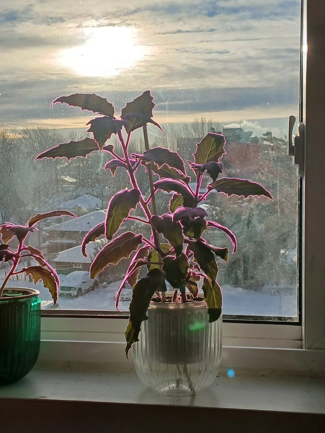 Beautiful Purple plants - photo 2