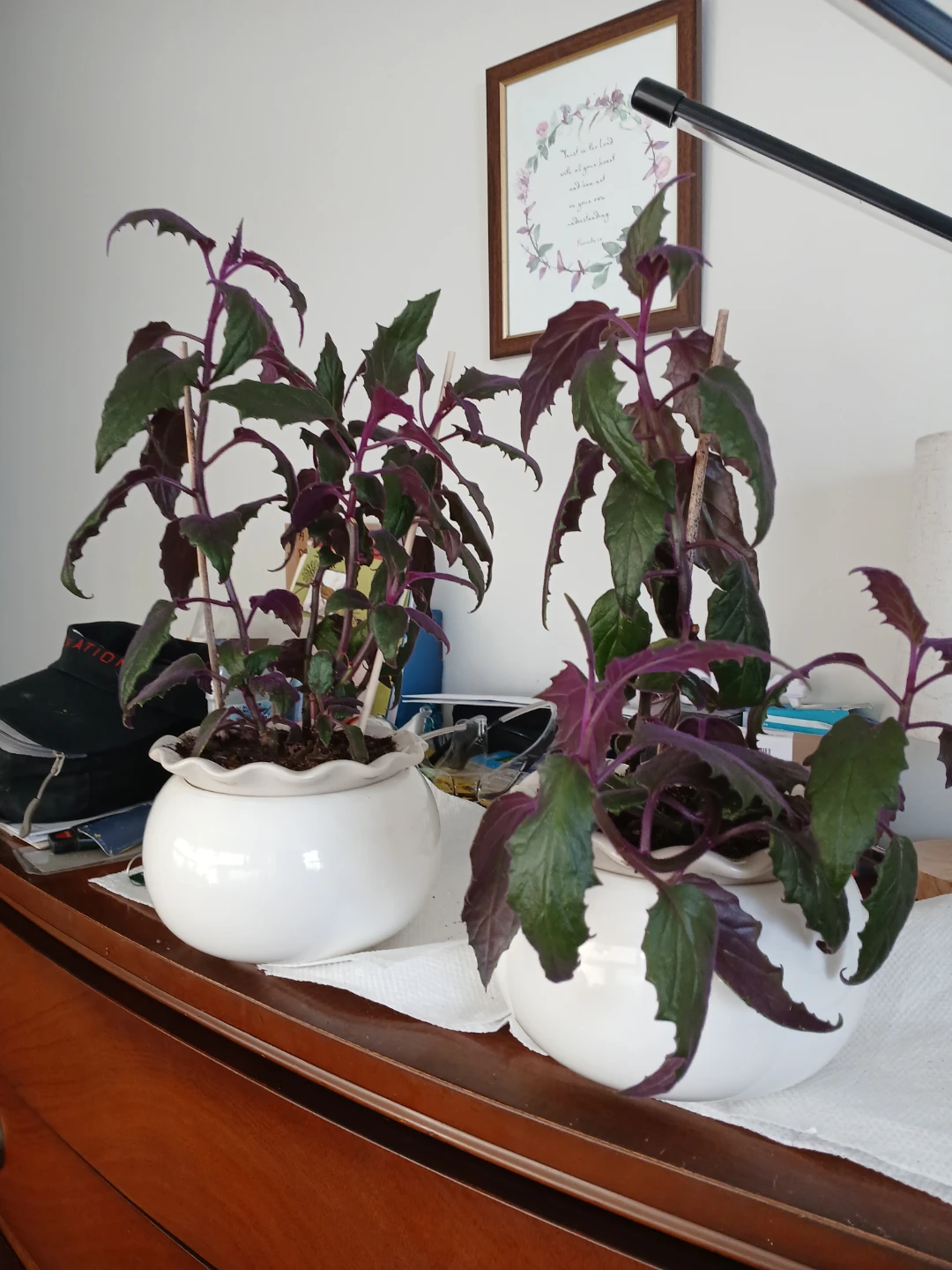 Beautiful Purple plants - photo 3