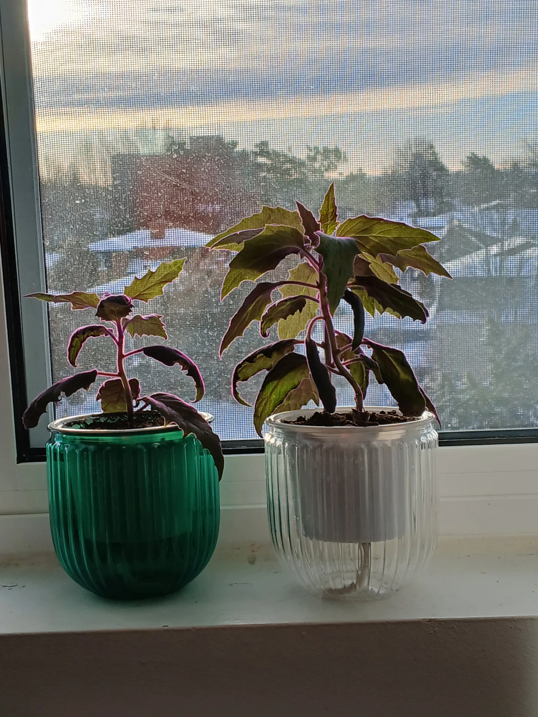 Beautiful Purple plants - photo 4