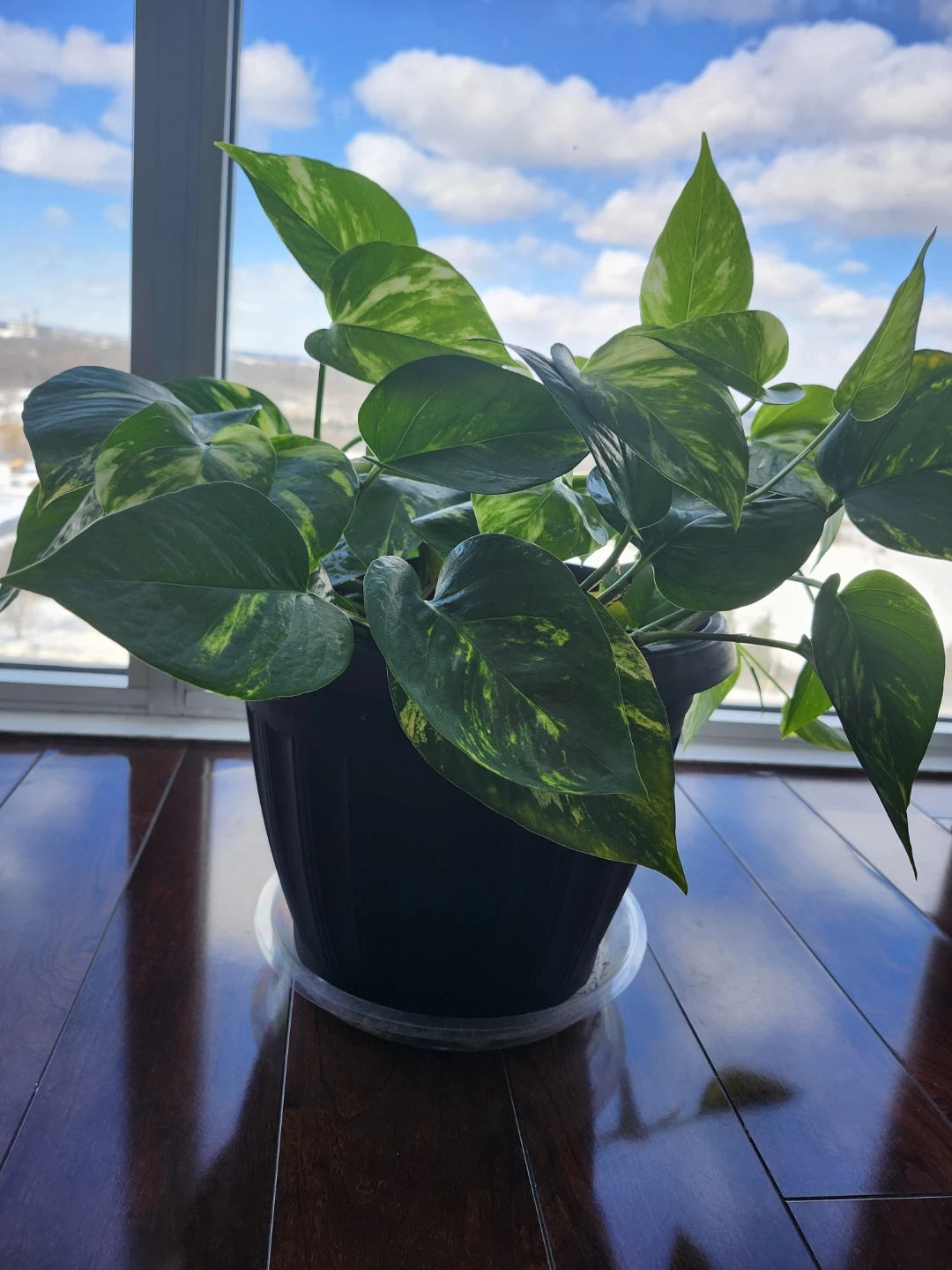 Potted Golden Pothos Plant