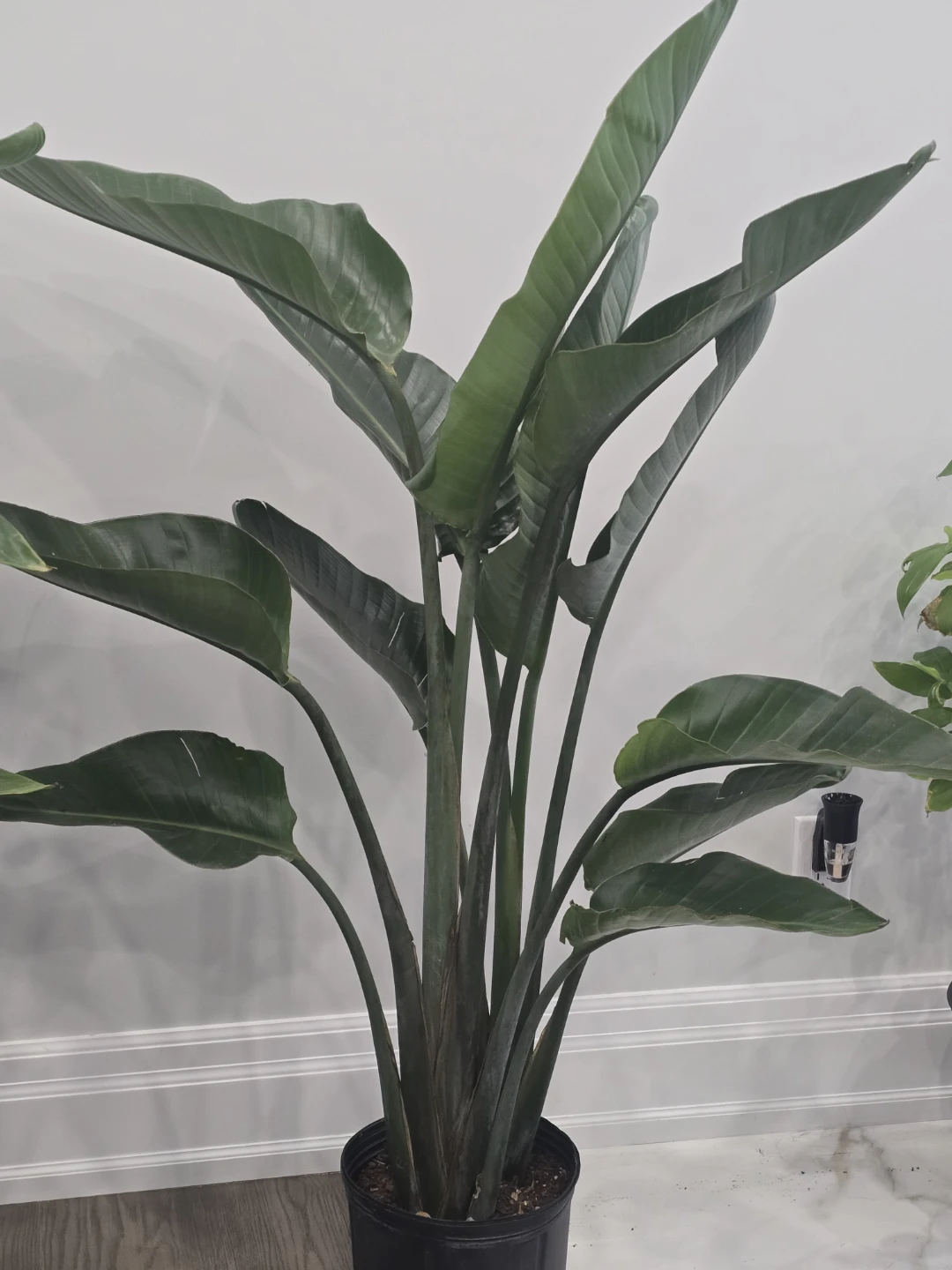 Bird of Paradise  multiple plant pot. 5 feet