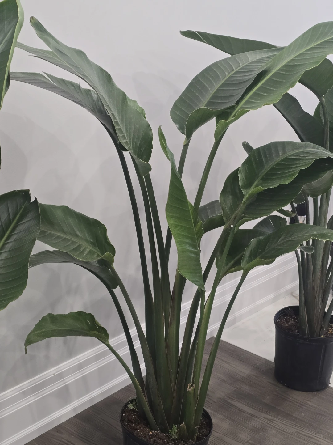 Bird of Paradise  multiple plant pot. 5 feet - photo 2