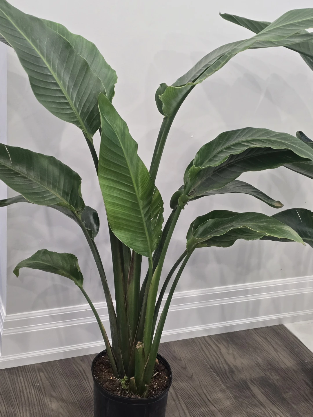 Bird of Paradise  multiple plant pot. 5 feet - photo 3