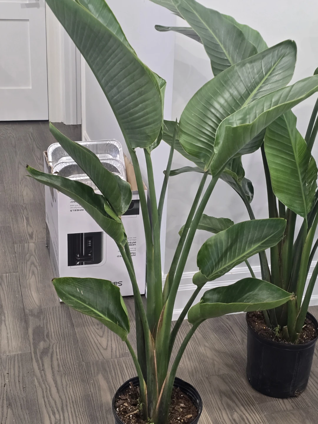 Bird of Paradise  multiple plant pot. 5 feet - photo 5