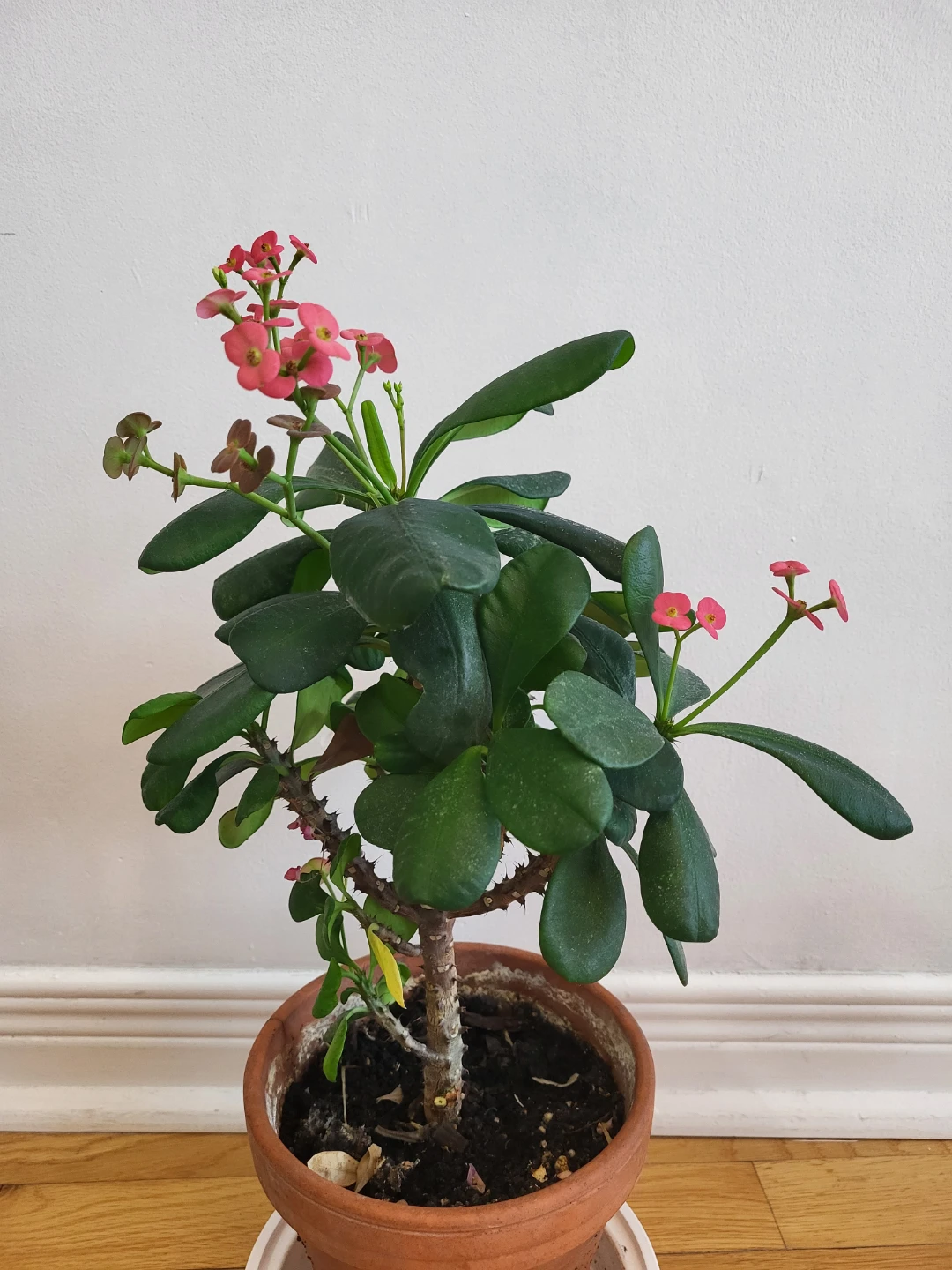 Pink Crown of Thorns Plant