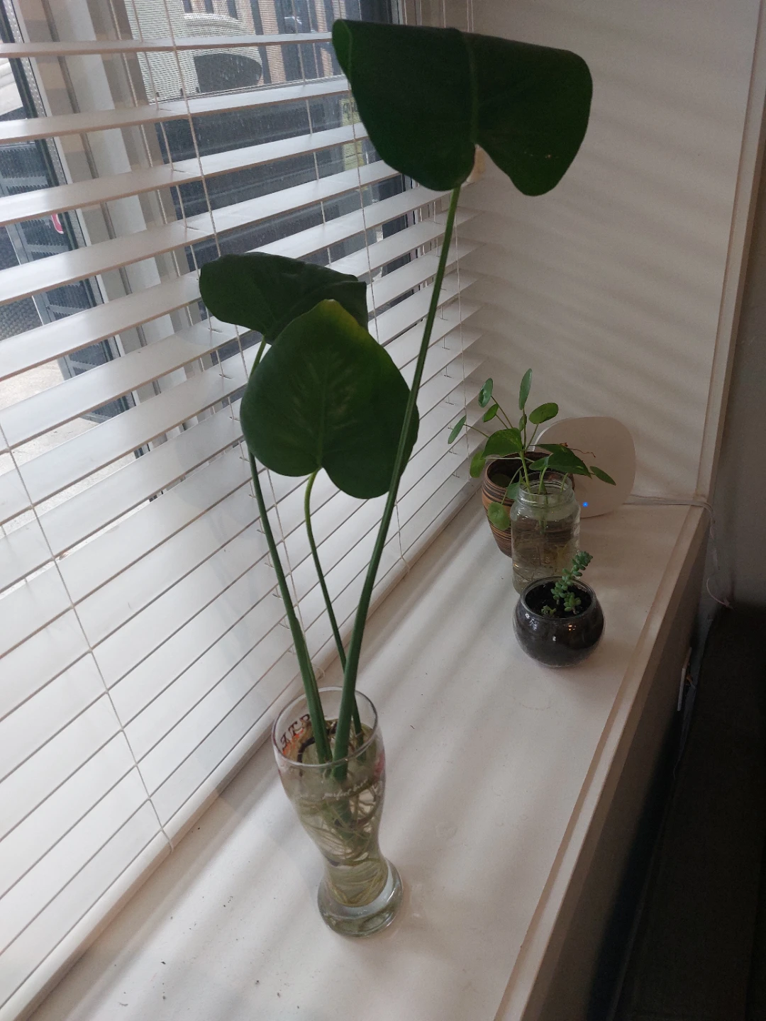 3 cute Monsteras - $10 for all - photo 3
