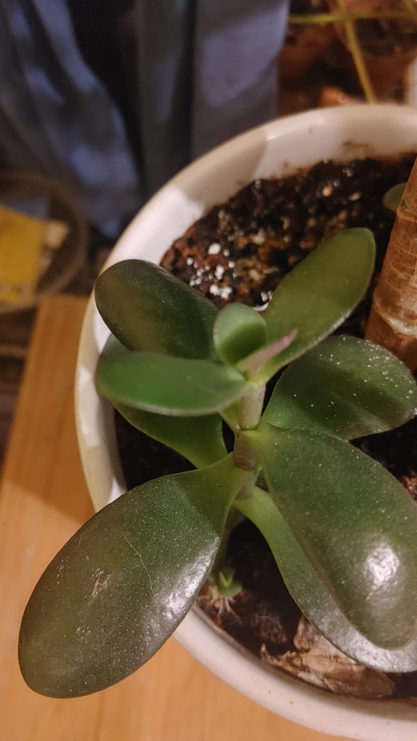 Jade Plant Cutting/ Babies