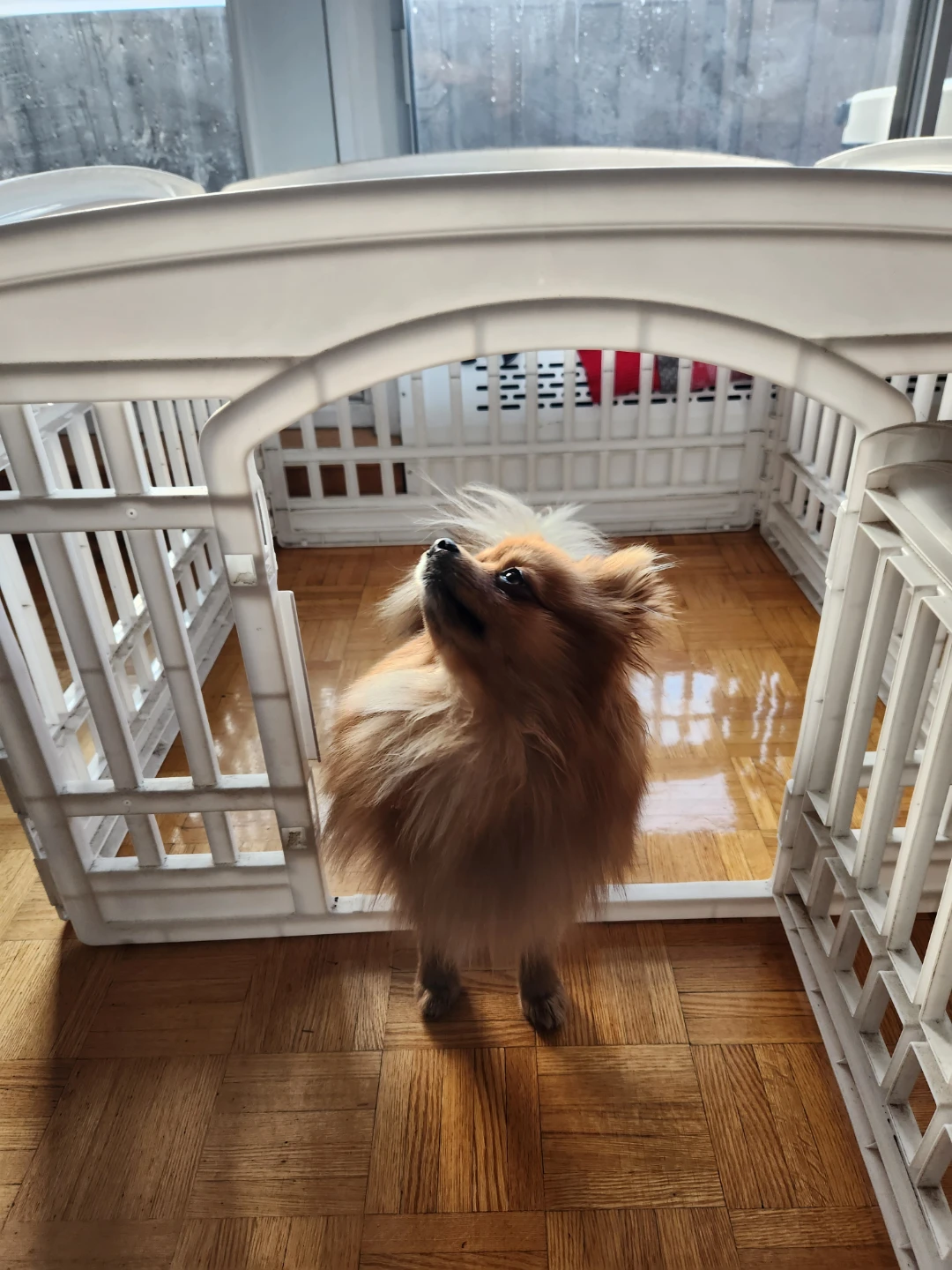 Convertible Pet Playpen/Gate 90x90x60hz - photo 2