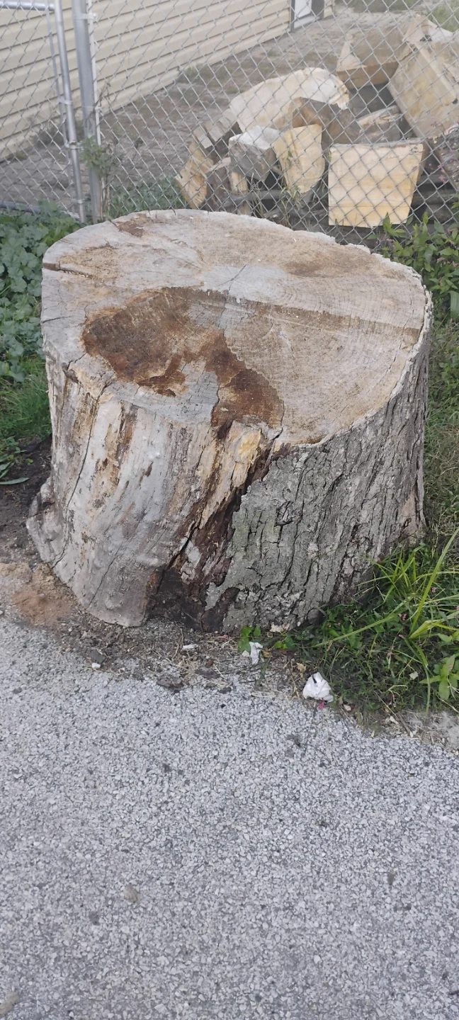 Firewood Logs and Tree Stump - photo 3