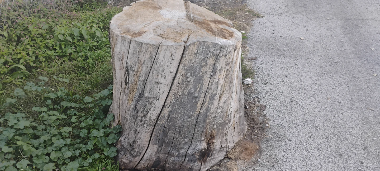 Firewood Logs and Tree Stump - photo 4