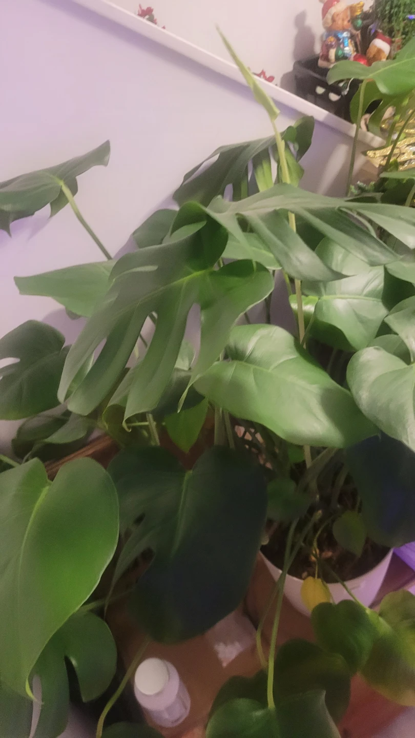 Monstera Deliciosa Plant