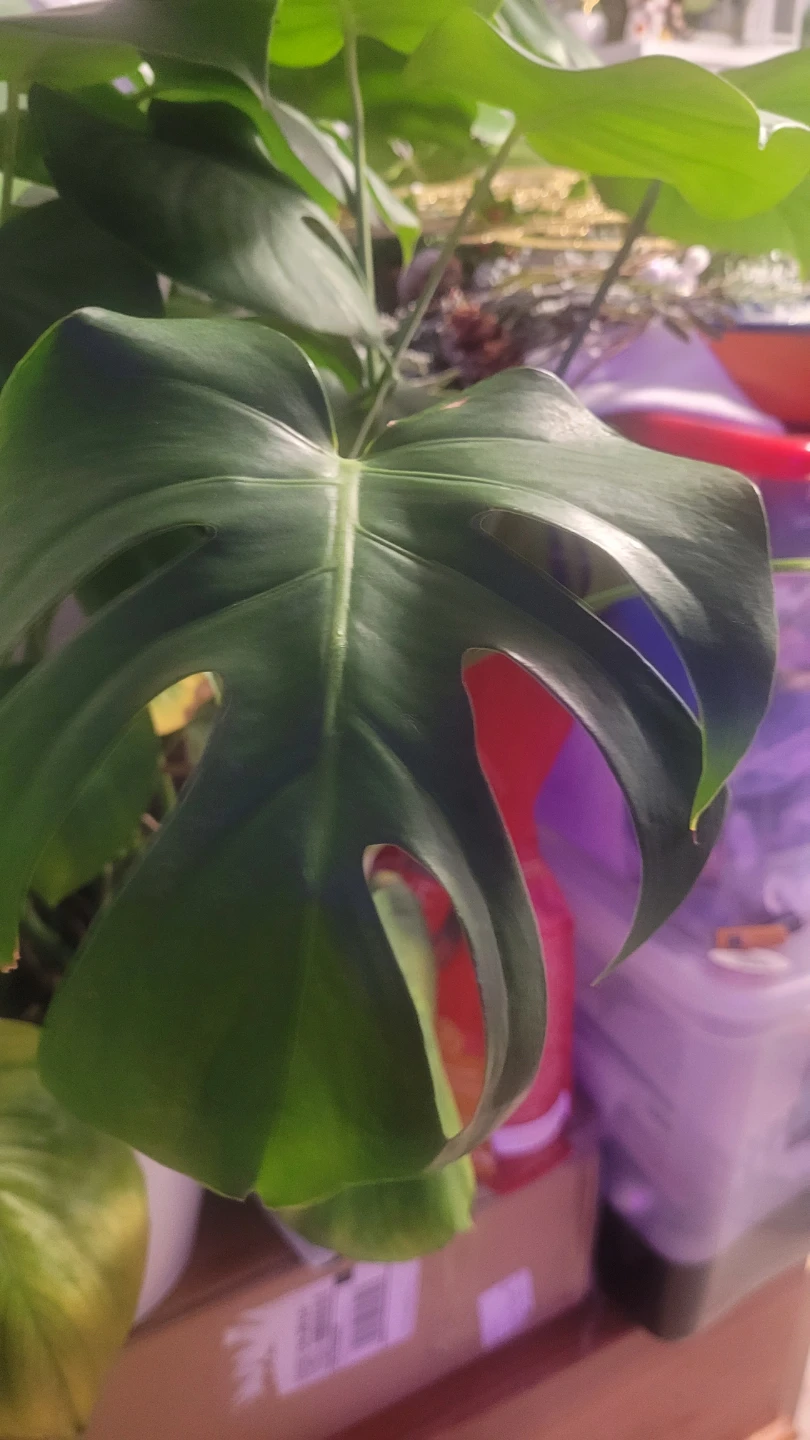 Monstera Deliciosa Plant - photo 2