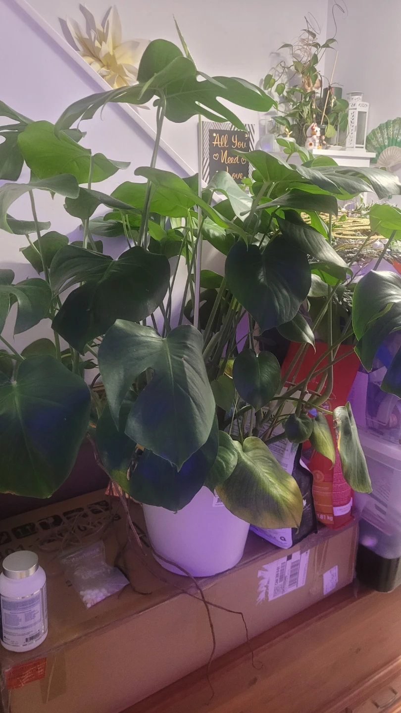 Monstera Deliciosa Plant - photo 3