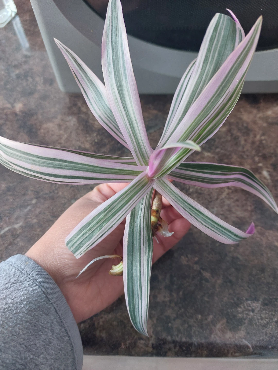 Tradescantia Rhoeo Plant Cutting