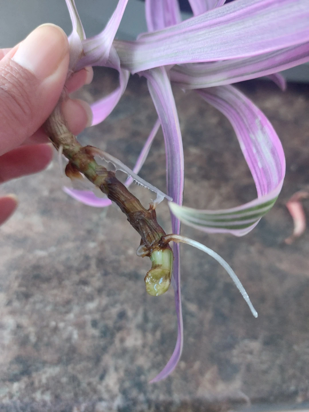 Tradescantia Rhoeo Plant Cutting - photo 2