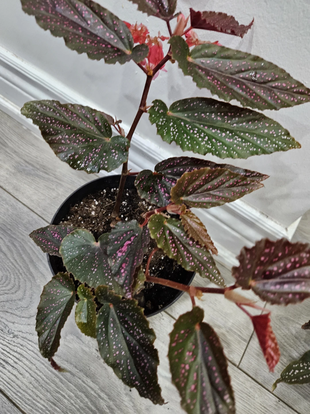 🥕Maculata pink spot Begonia Plant 🥕