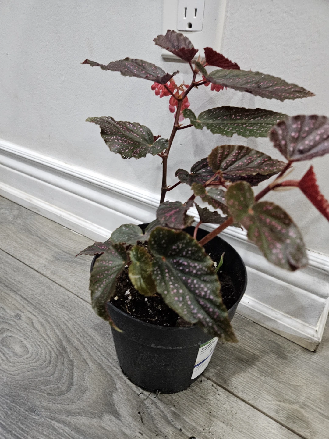 🥕Maculata pink spot Begonia Plant 🥕 - photo 3
