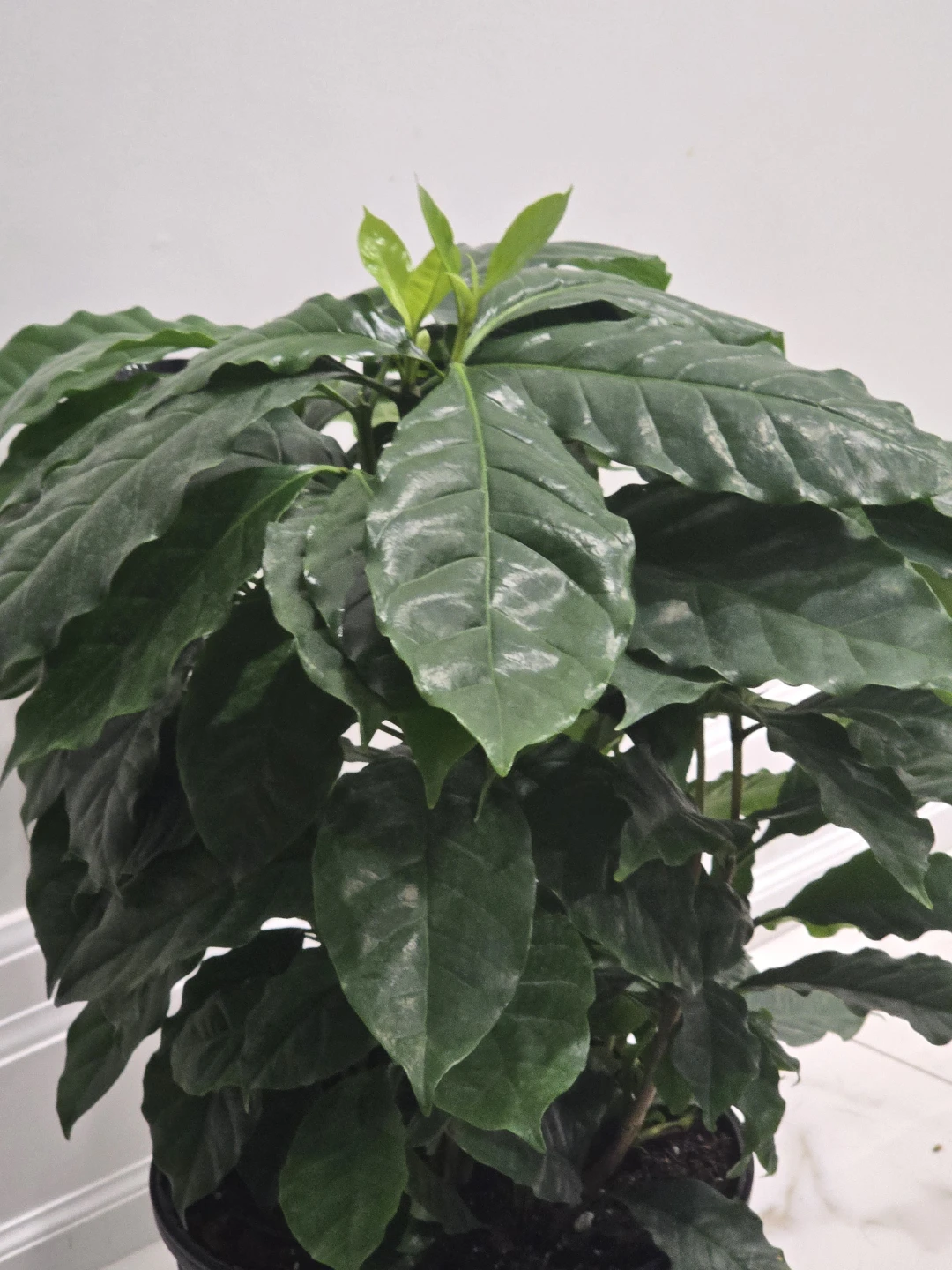 Coffee tree 10"pot. Multiple plant