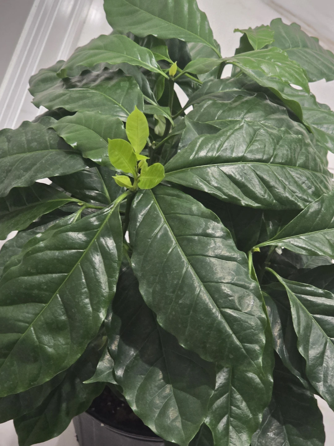 Coffee tree 10"pot. Multiple plant - photo 3