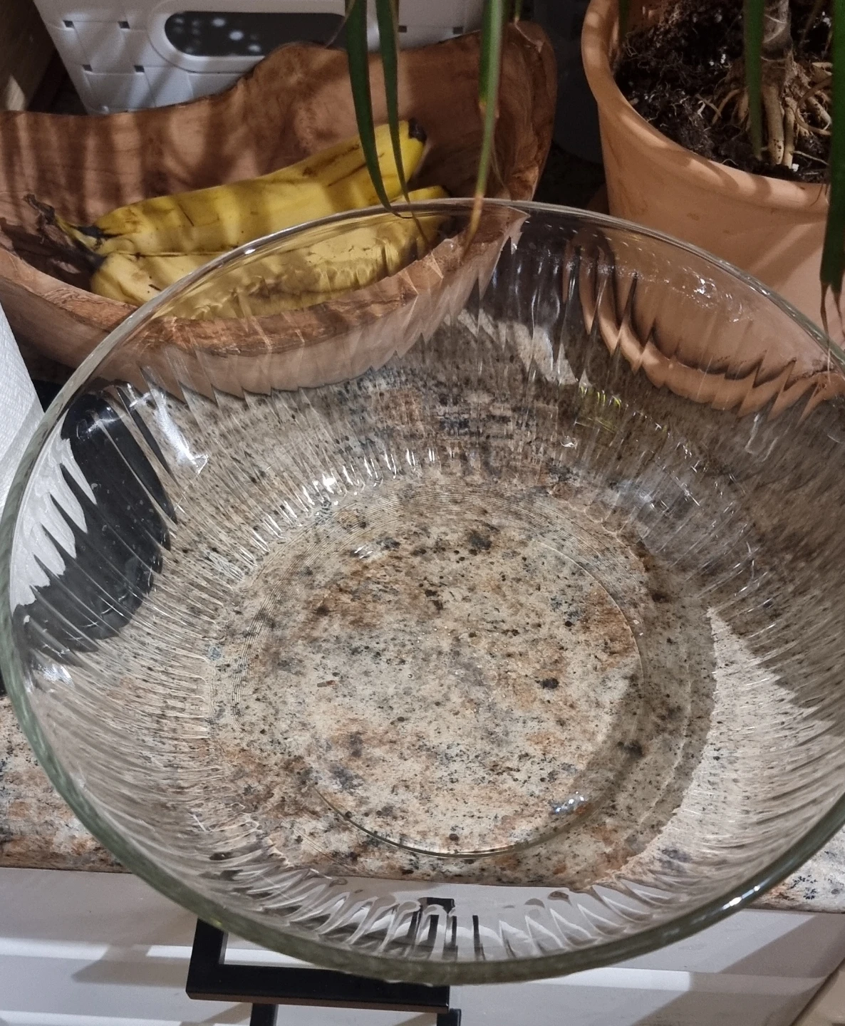 NEED TO GO!!! Glass Container with Dome Lid 🧡 - photo 2