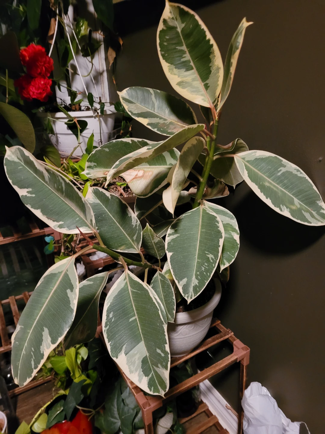 Tricolour Rubber Plant (Ficus elastica 'Tineke')