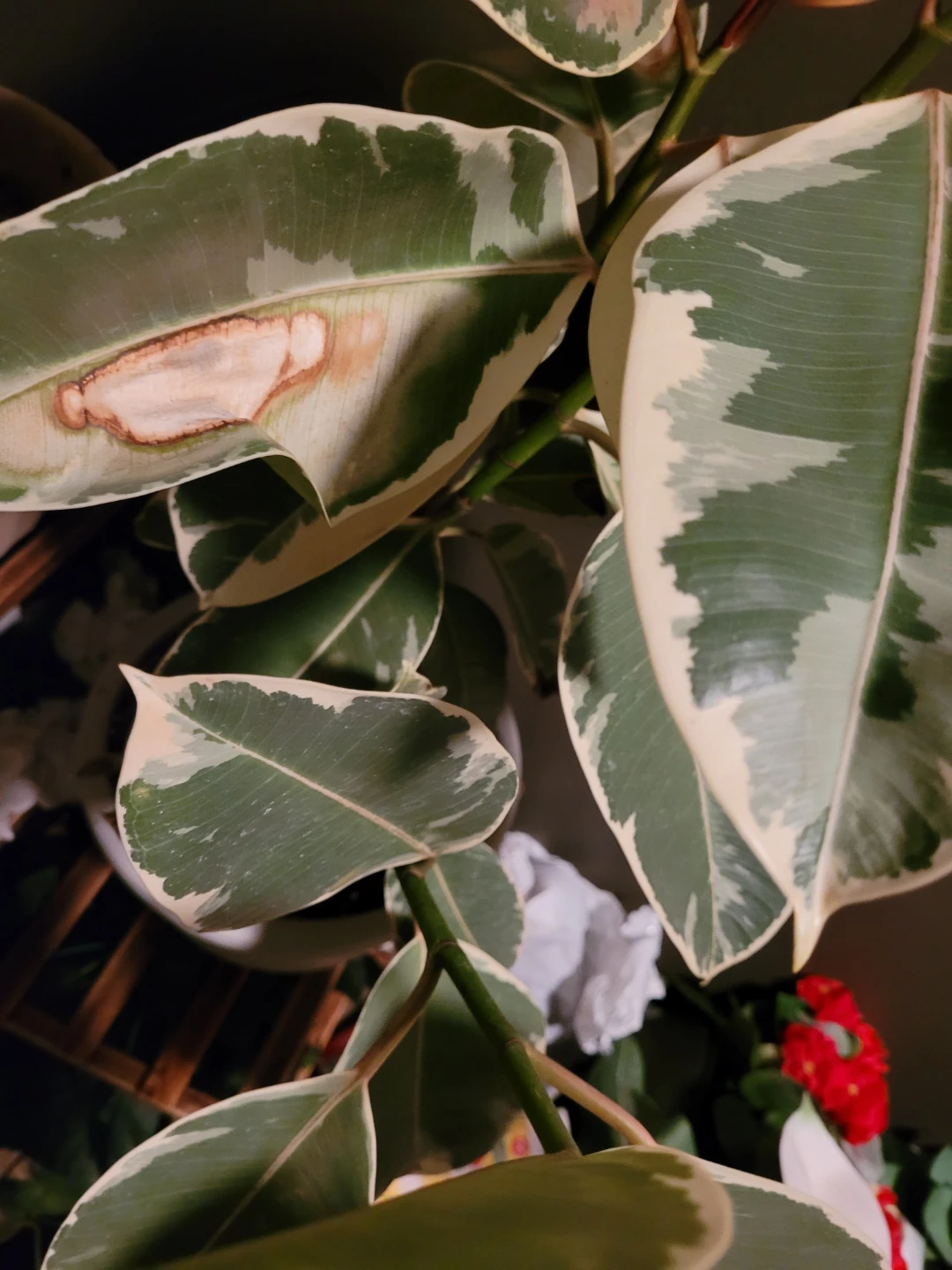 Tricolour Rubber Plant (Ficus elastica 'Tineke') - photo 3