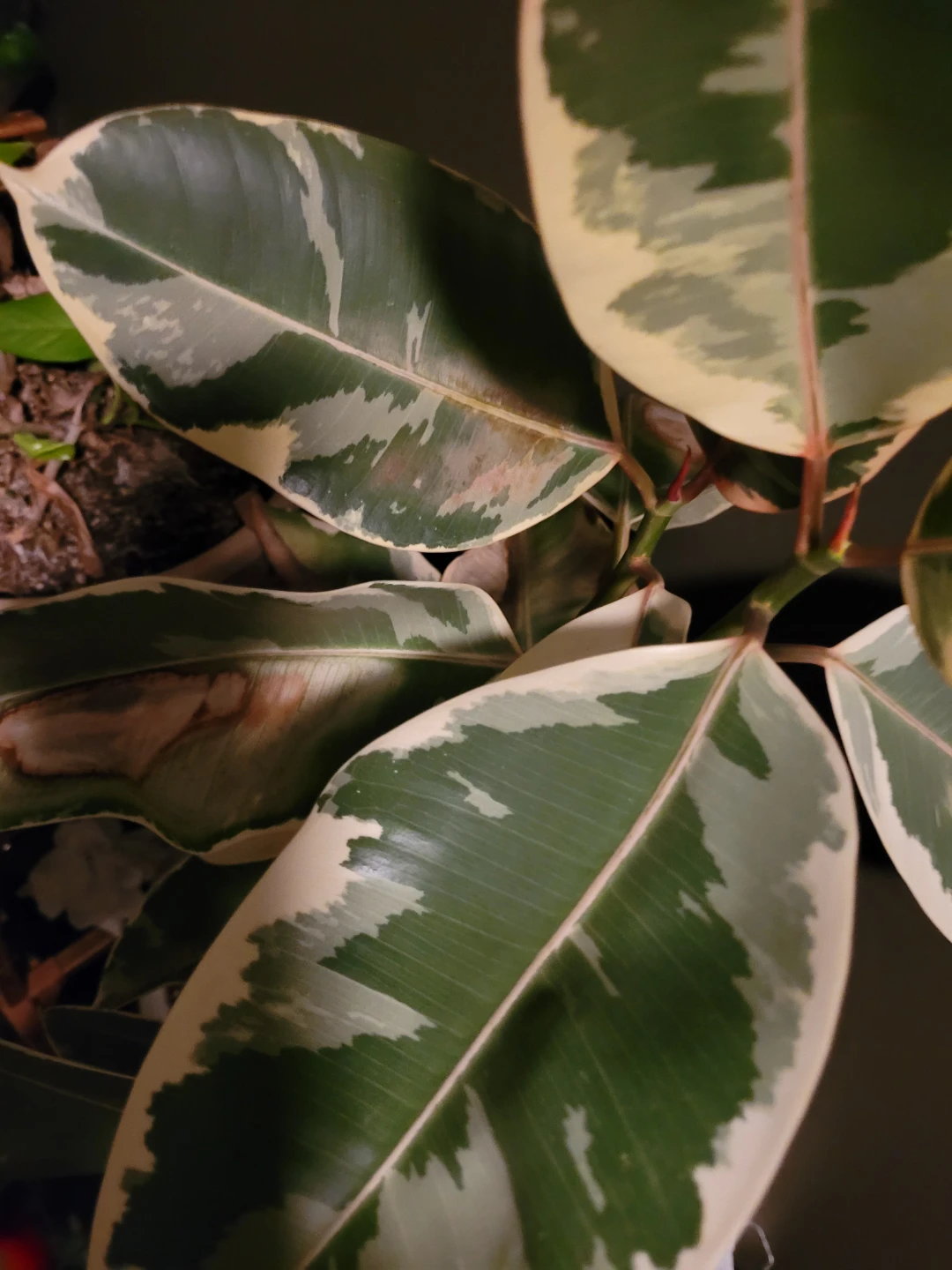 Tricolour Rubber Plant (Ficus elastica 'Tineke') - photo 4