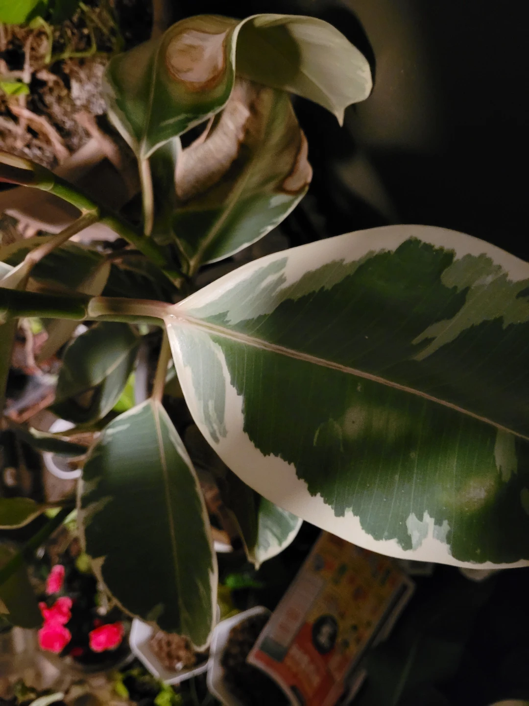 Tricolour Rubber Plant (Ficus elastica 'Tineke') - photo 5