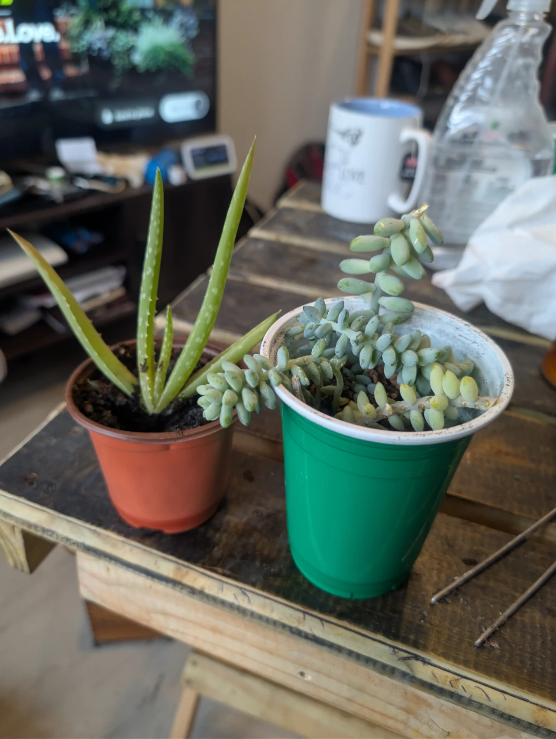 Aloe Vera and Succulent Plants🥕 - photo 4