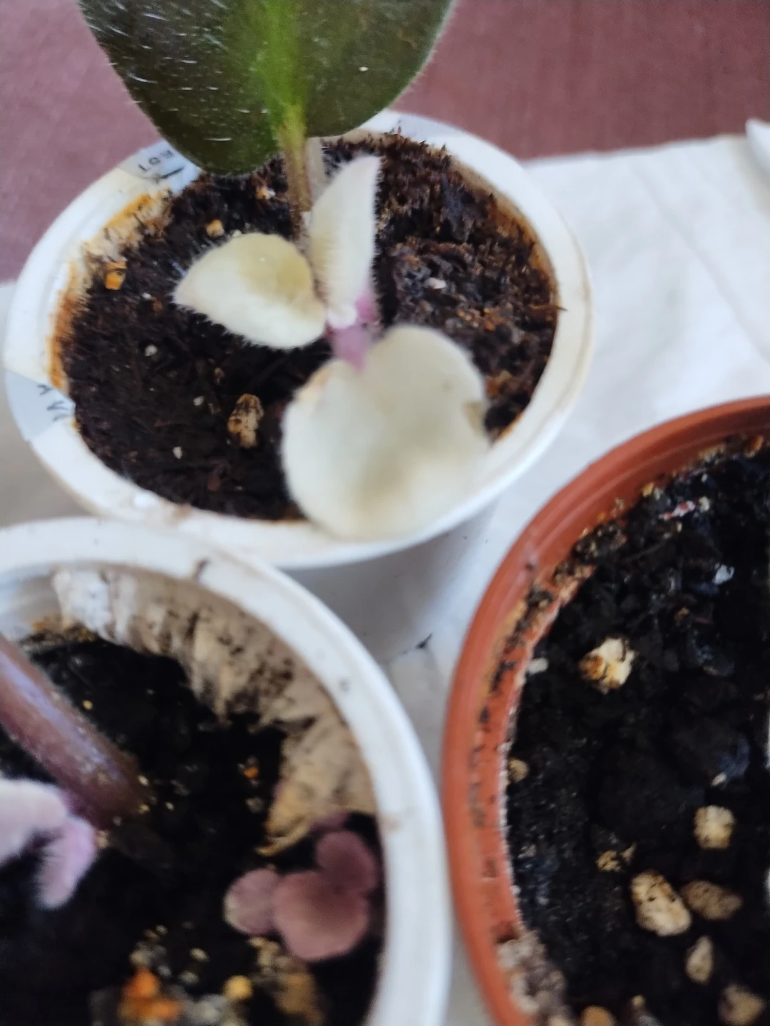 Varieties of plants - photo 4