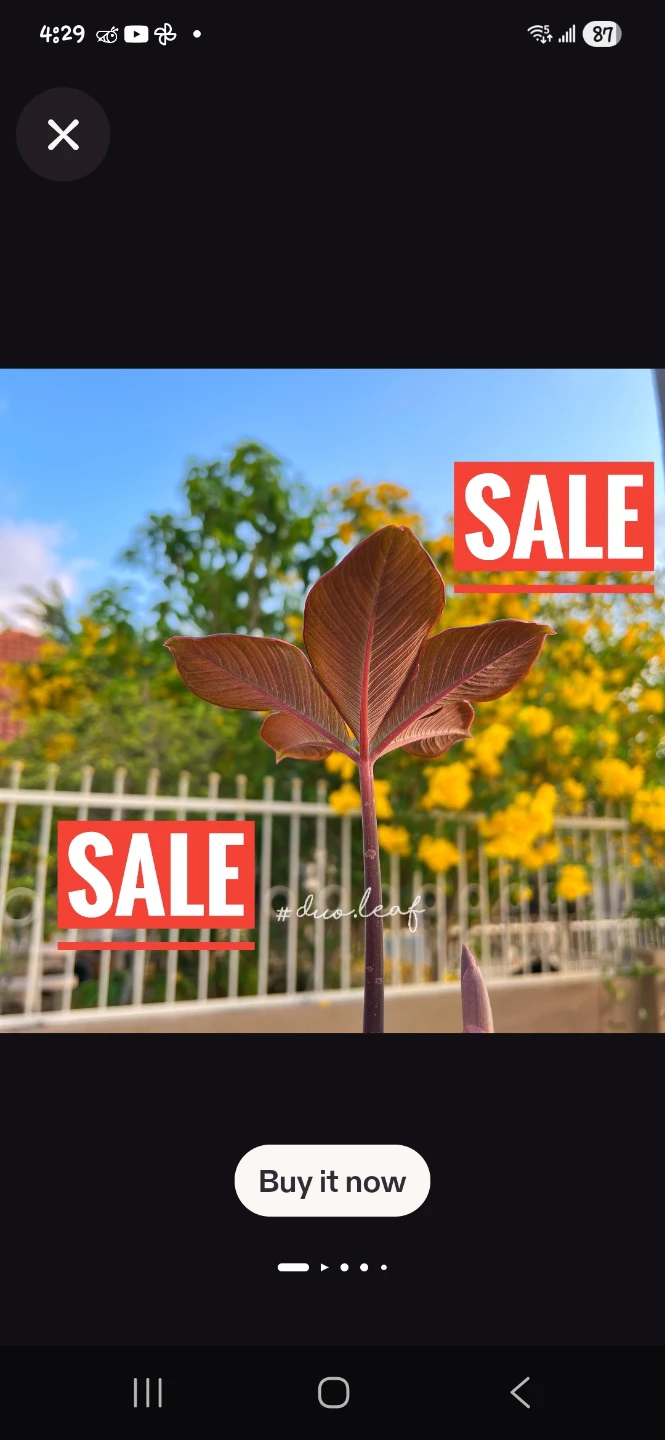 Amorphophallus Atroviridis Bulbs - Rare Tropical Plant✨️🌿