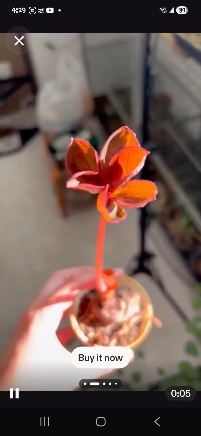 Amorphophallus Atroviridis Bulbs - Rare Tropical Plant✨️🌿 - photo 2