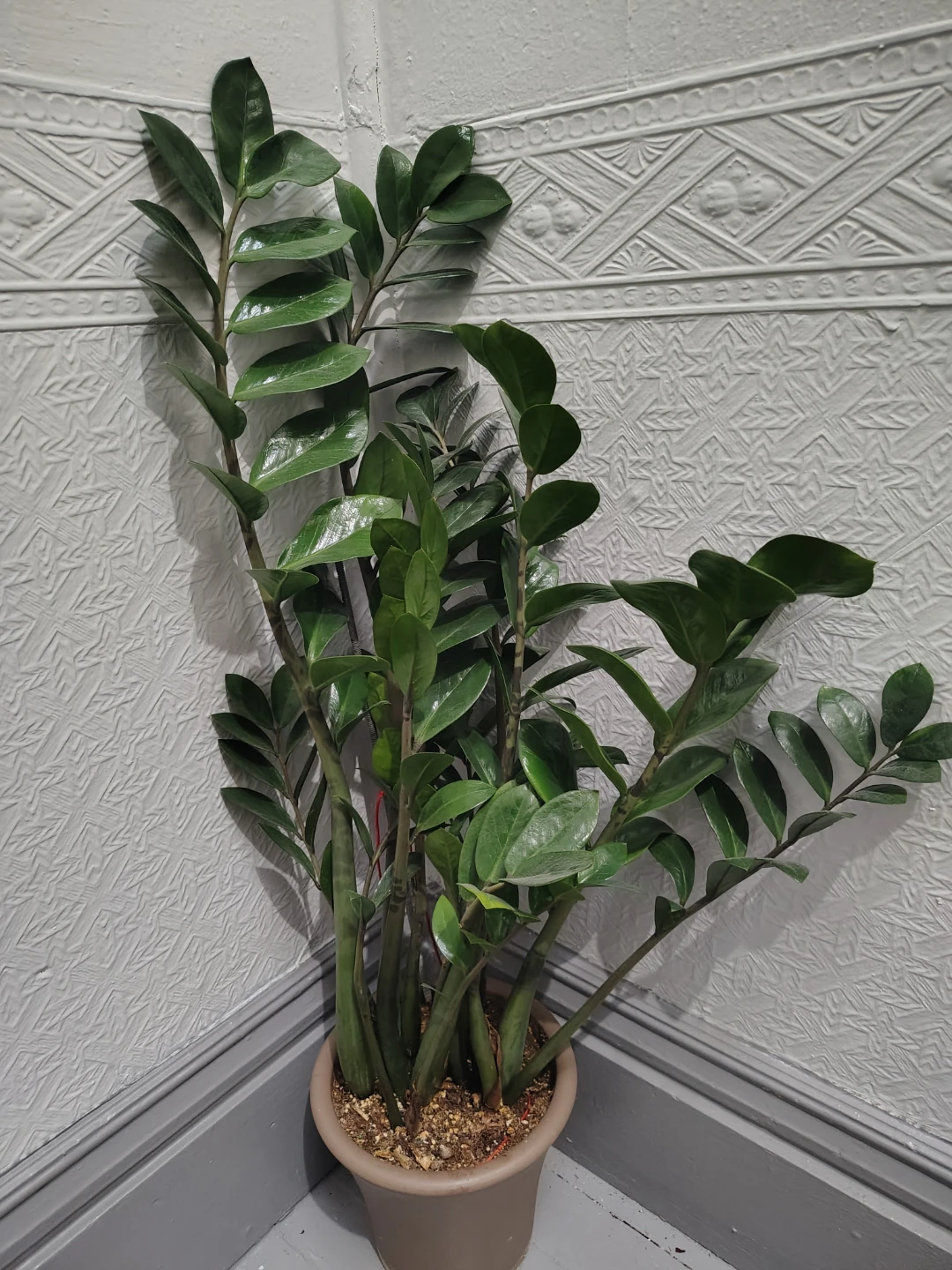 ZZ Plant in Brown Pot